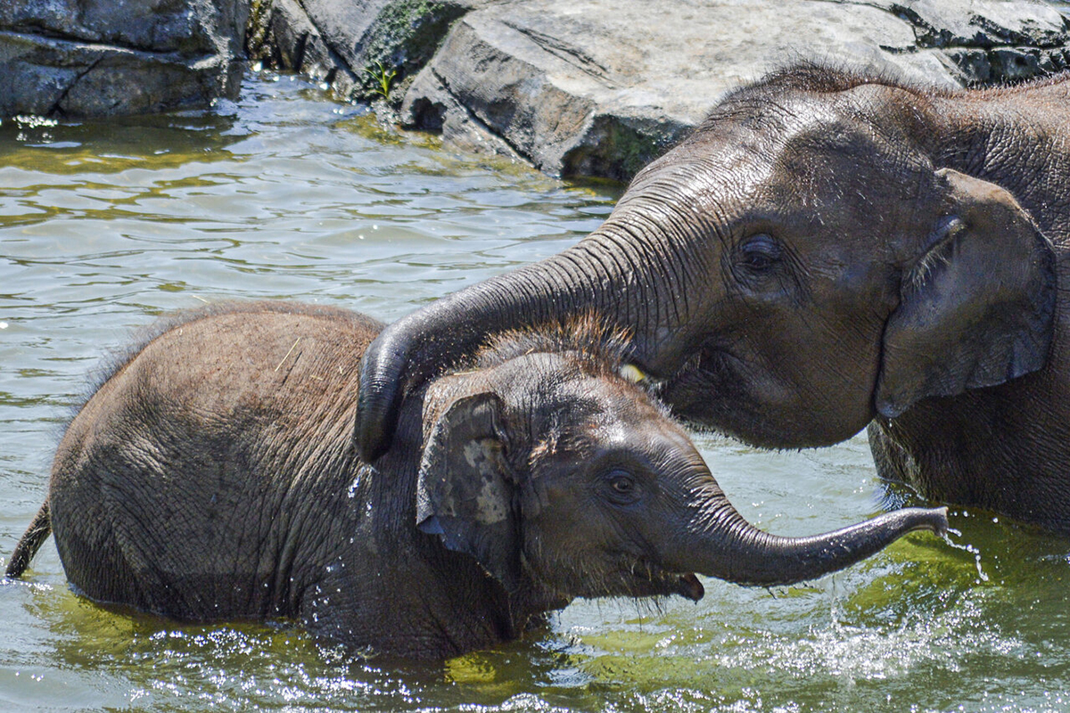 大象 大型哺乳动物 印度尼西亚 · Pixabay上的免费照片