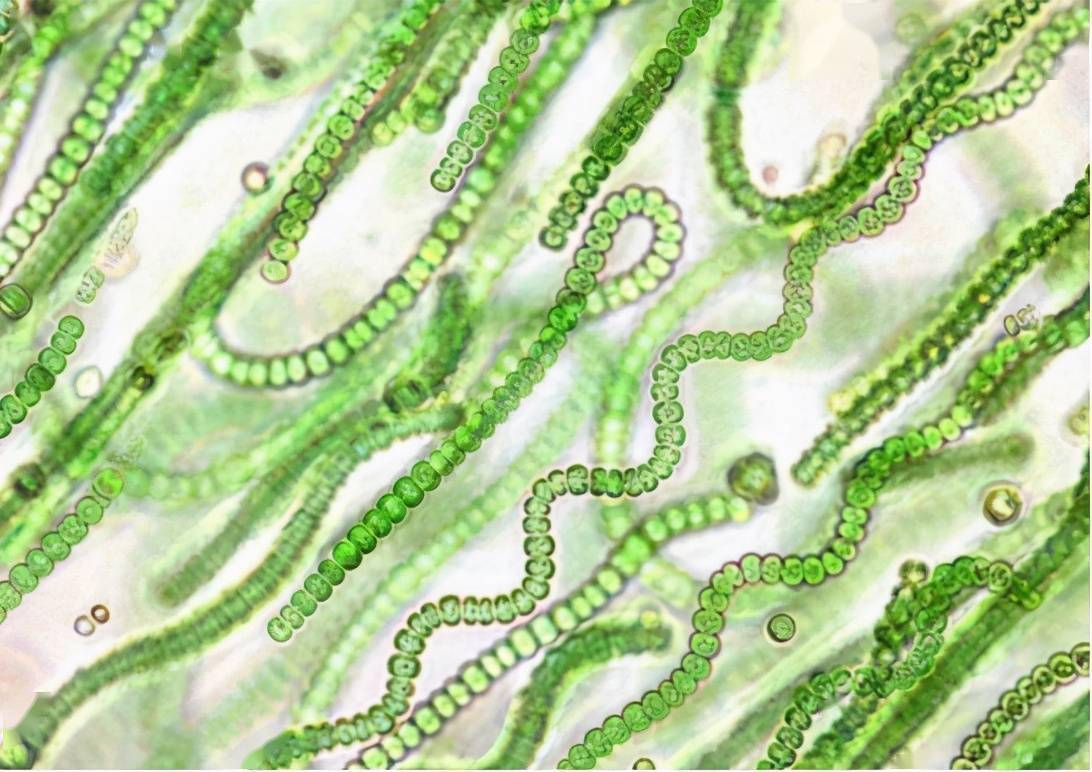 单细胞生物蓝细菌（蓝藻），曾经差点摧毁地球上一切生命