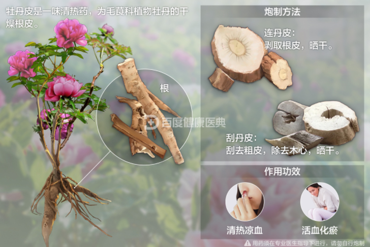 牡丹英文