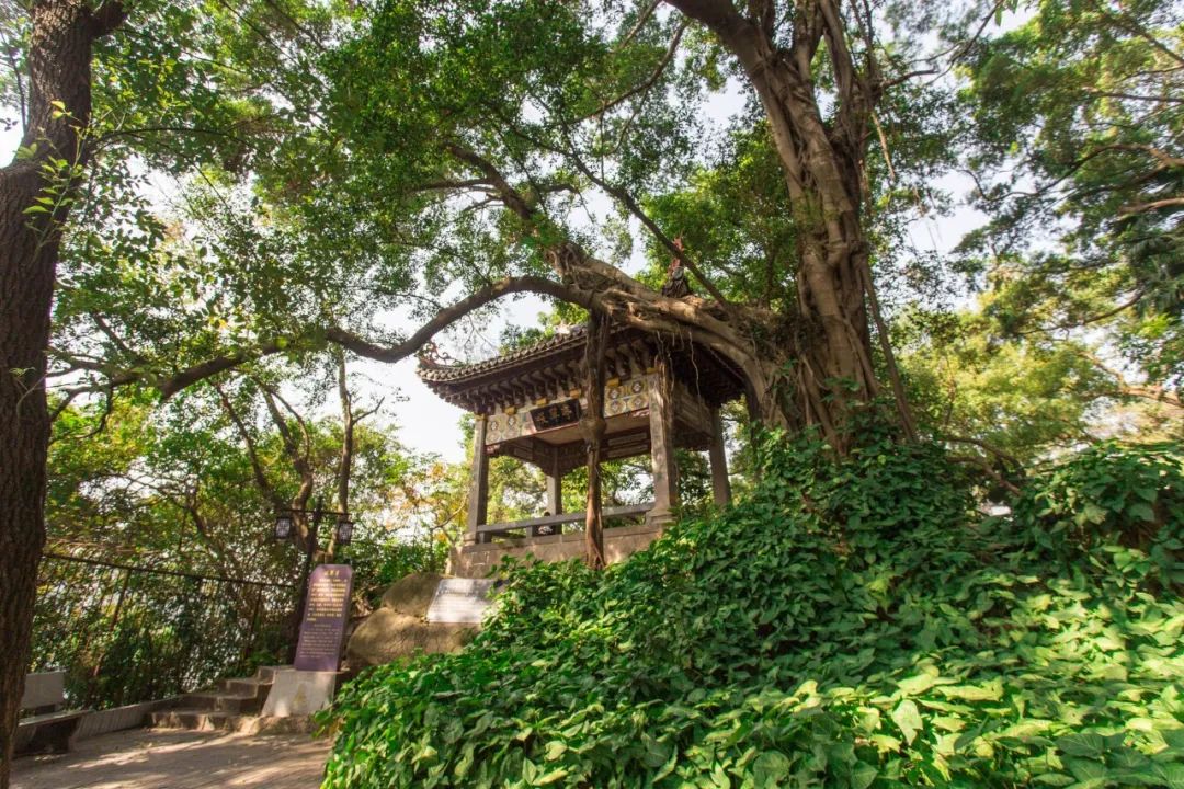 《诗经》句子