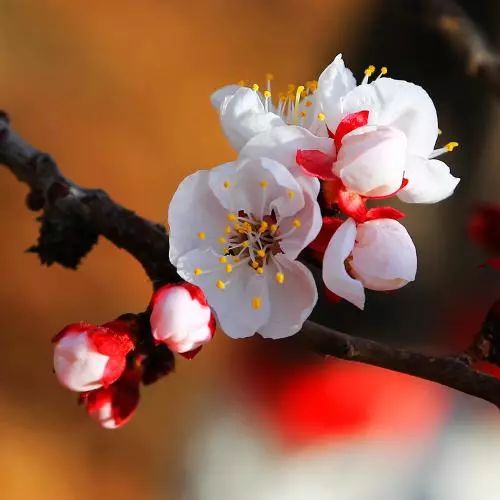 司空图杏花诗词