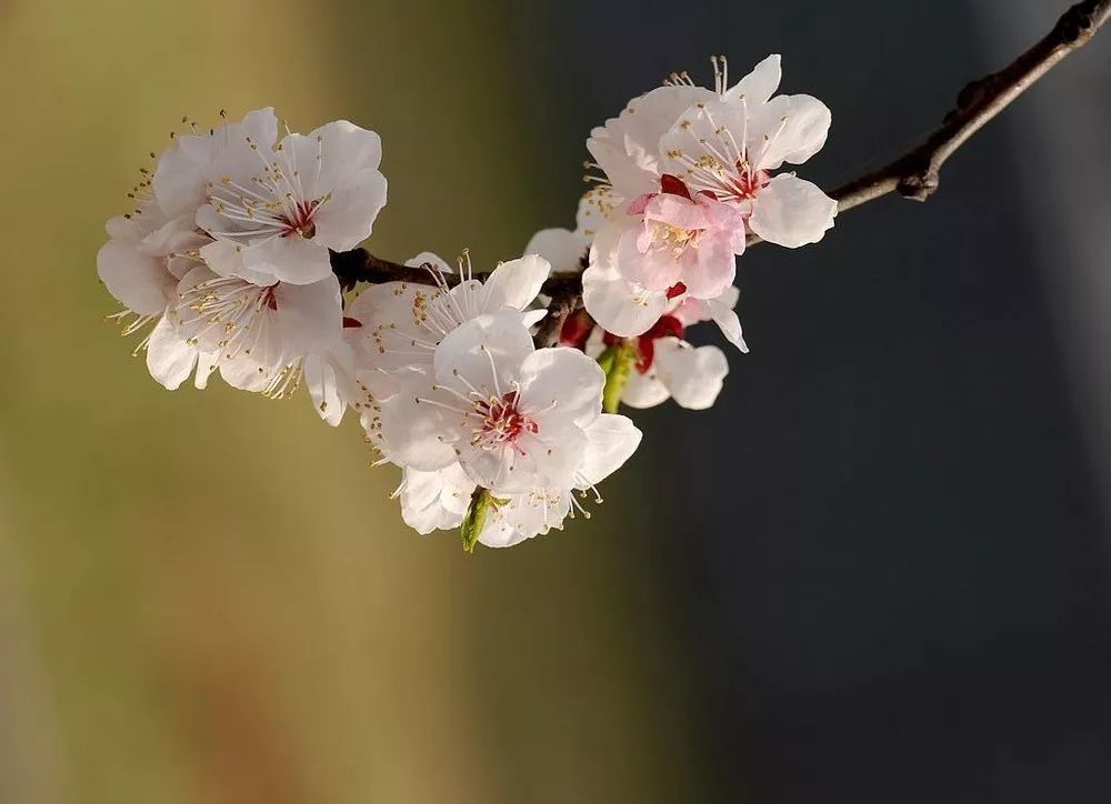 司空图杏花诗词