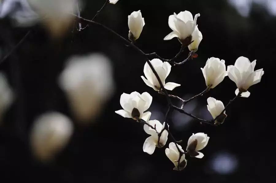 辛夷花