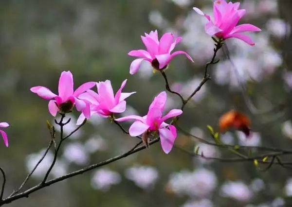 辛夷花