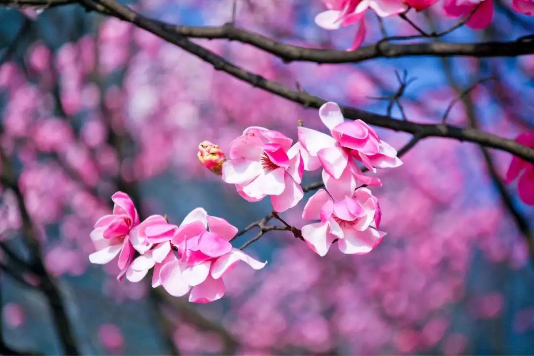 辛夷花