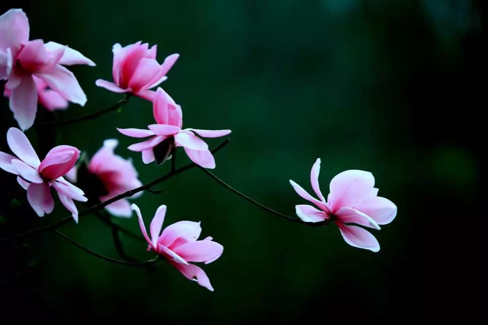辛夷花