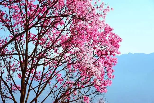 辛夷花