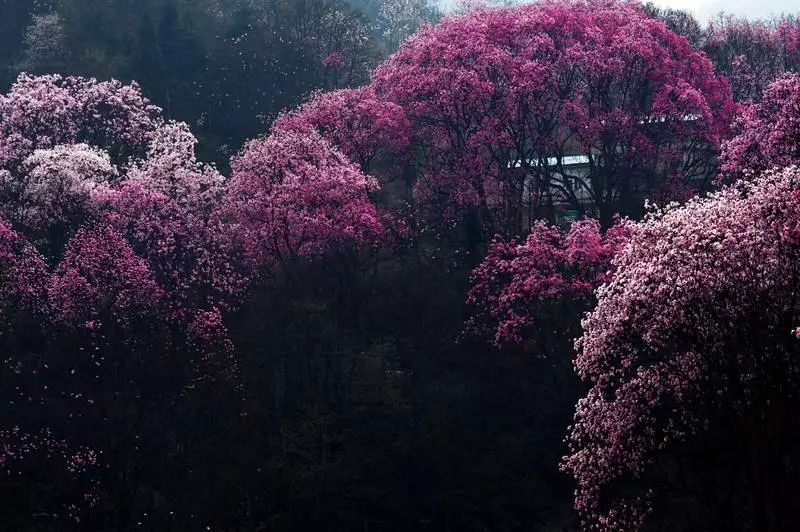 辛夷花