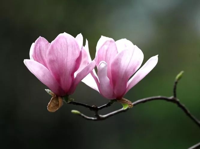 辛夷花