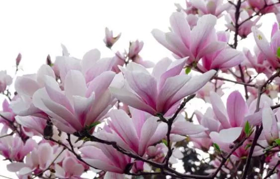 辛夷花
