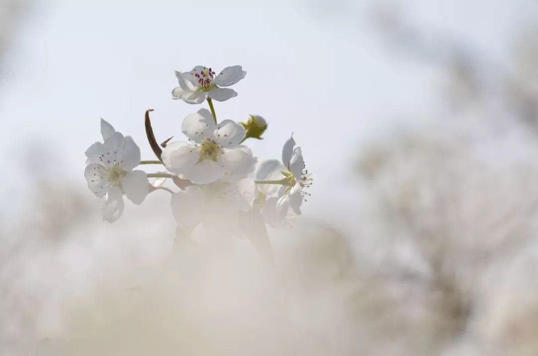 寒食节