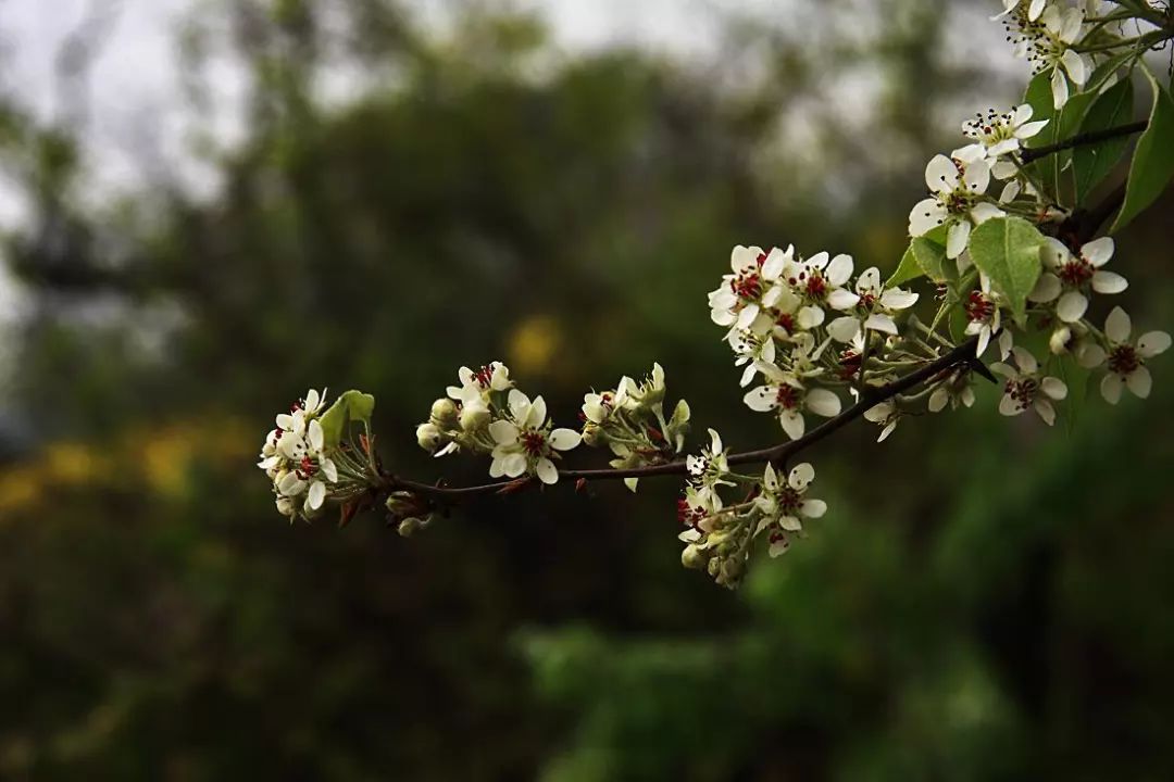 寒食节