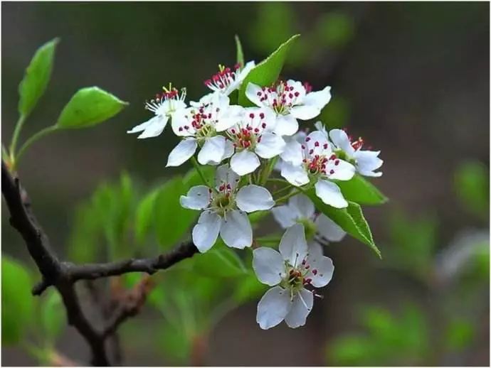 寒食节