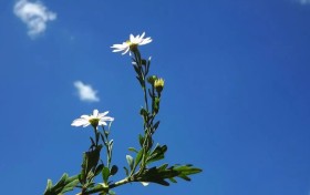 2024年入读国际化学校，应做好哪些准备？时间节点如何掌握？