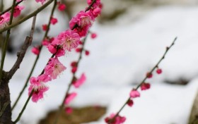 初中生在如何提高语文成绩？四个学习方法