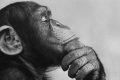 为什么人类是46条染色体，猩猩却有48条？
