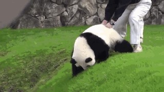 动物界十大最可爱动物 十大最萌动物排名(我国大熊猫上榜)
