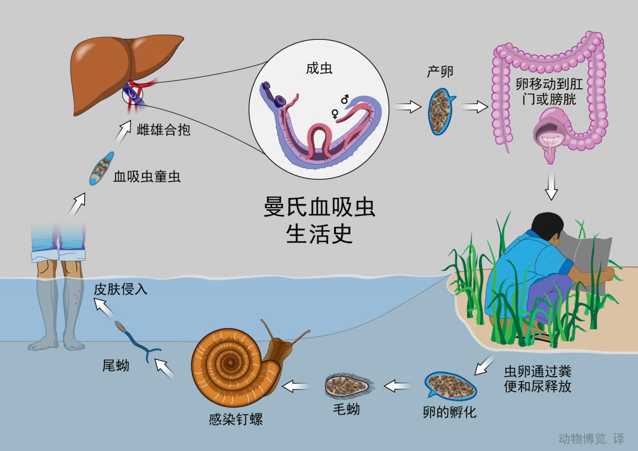 美国 Sterlitech 血吸虫检测试剂盒 - Sterlitech滤膜