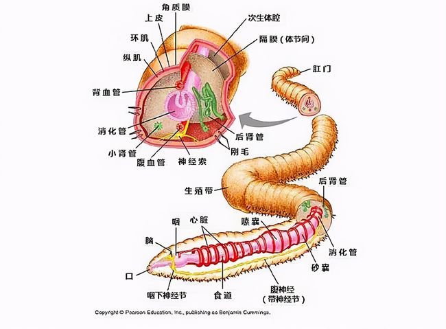 水蛭图片 解剖图图片