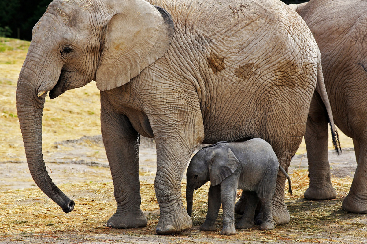 大象怀孕多长时间生小象（大象的交配繁衍）_环球信息网