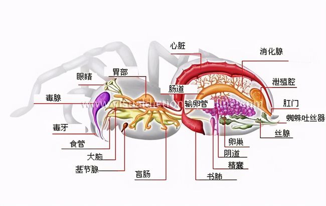 爬行类动物的运动器官图片