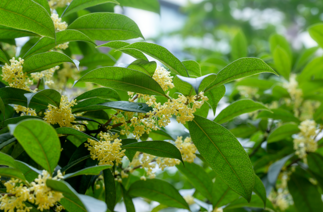 桂花英文