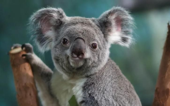 澳大利亚的国宝是什么动物