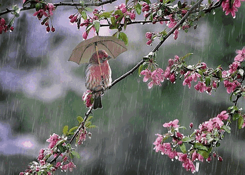 春雨