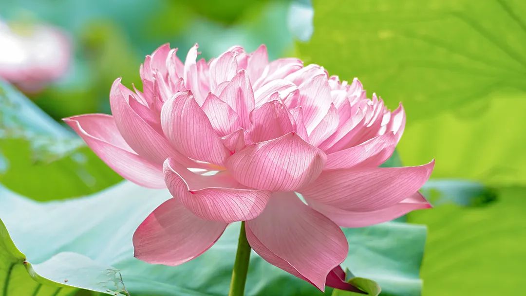 立夏