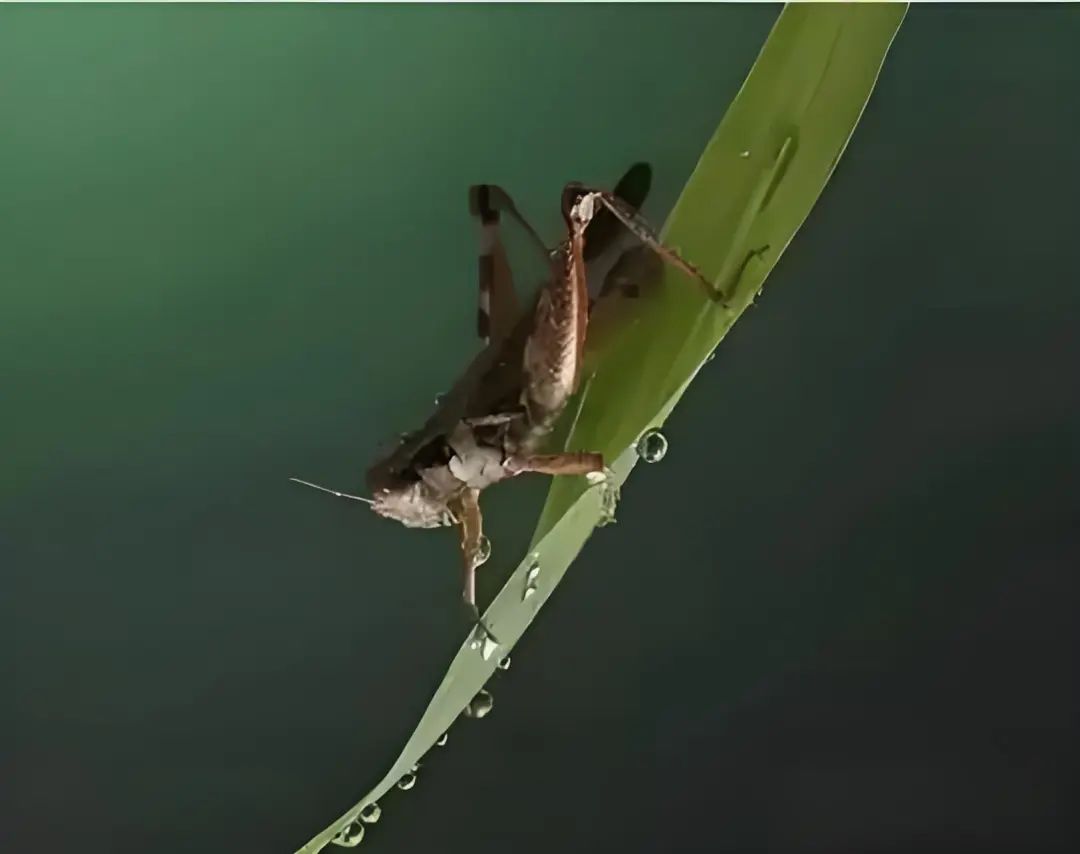 立夏