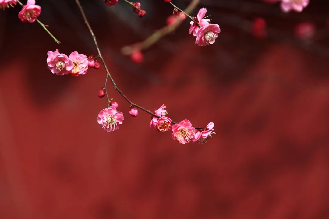 虞美人